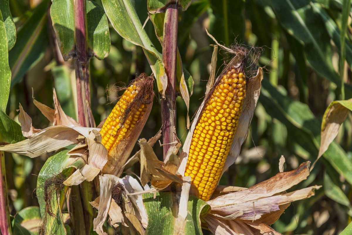 How China Changed U.S. Corn Exports Whaley Law Firm